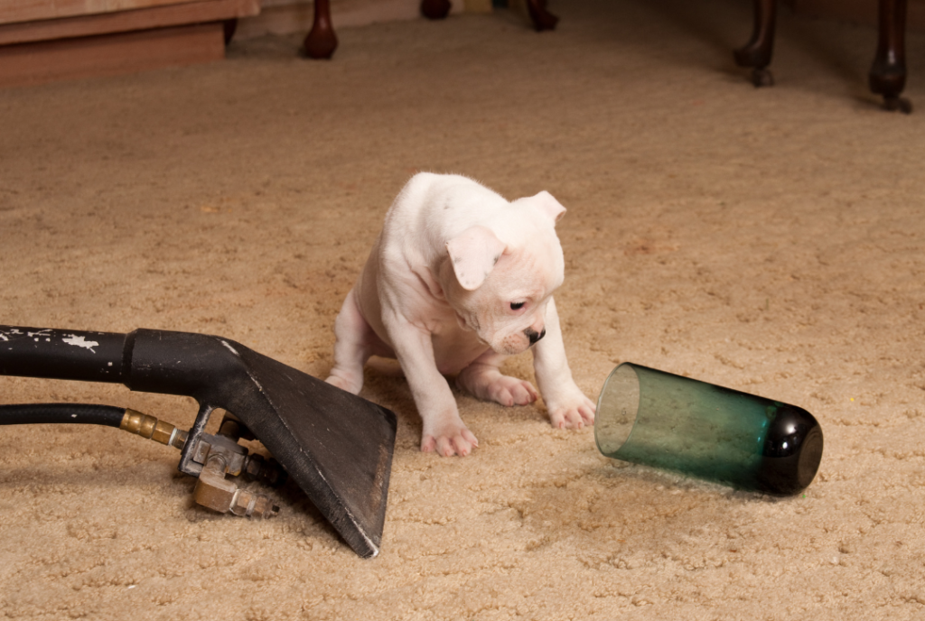 puppy sitting on carpet with carpet cleaner